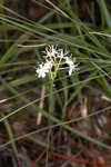 Coastal false asphodel